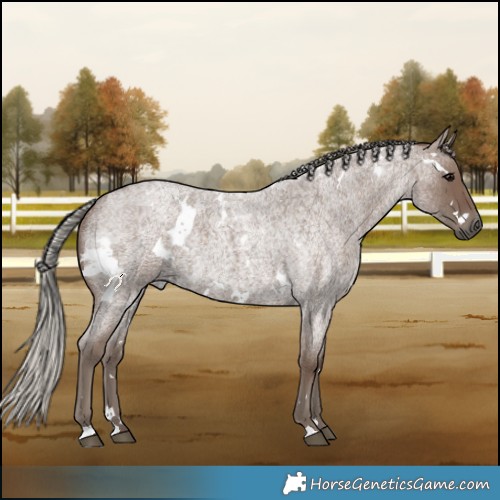Horse Color:White Spotted Silver Blue Roan 