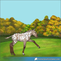 Horse Color:Liver Red Dun Appaloosa 