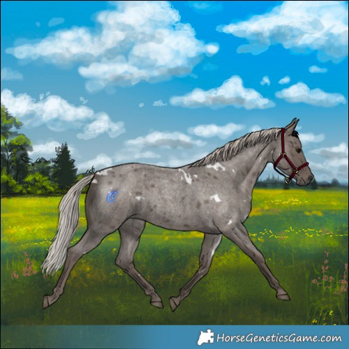 Horse Color:White Spotted Silver Blue Roan 