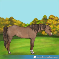 Horse Color:Liver Red Dun  and Liver Red Dun 