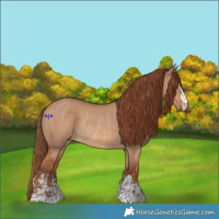 Horse Color:Red Dun and Red Dun Rabicano
