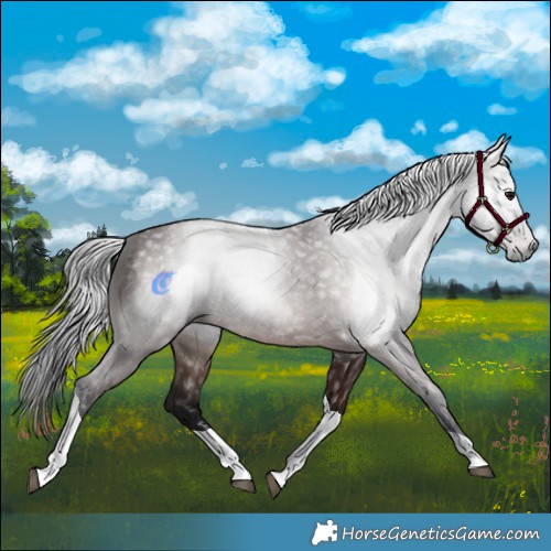 Horse Color:Gray Bay Tobiano 