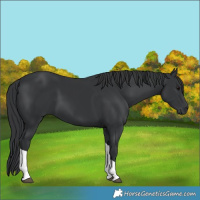 Horse Color:Black Tobiano 