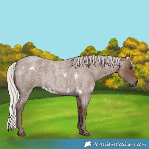 Horse Color:White Spotted Silver Blue Roan 