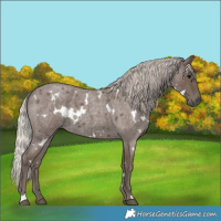 Horse Color:White Spotted Silver Blue Roan 