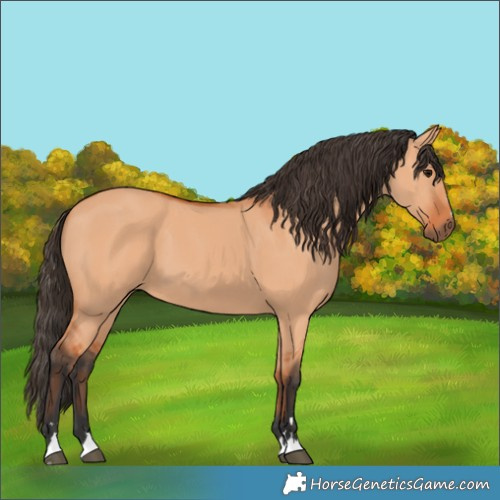 Horse Color:Bay Dun