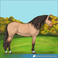 Horse Color:Bay Dun 