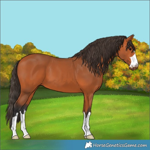 Horse Color:Bay 