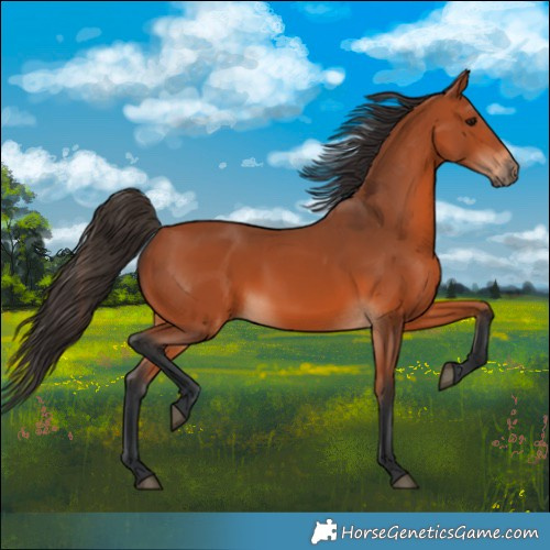 Horse Color:Bay 