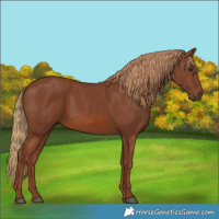 Horse Color:Chestnut 