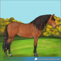 Horse Color:Bay and Bay