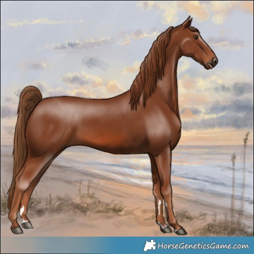 Horse Color:Chestnut 