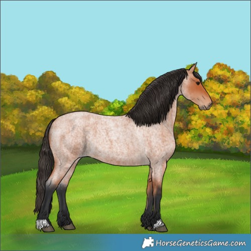 Horse Color:Bay Roan 