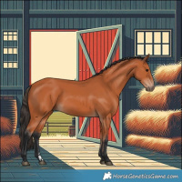 Horse Color:Bay 