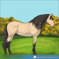 Horse Color:Buckskin 