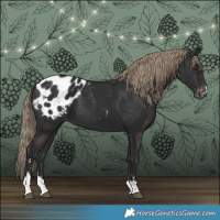 Horse Color:Liver Chestnut Appaloosa 