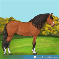 Horse Color:Bay 
