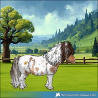 Horse Color:White Spotted Bay Dun Tobiano Appaloosa Rabicano