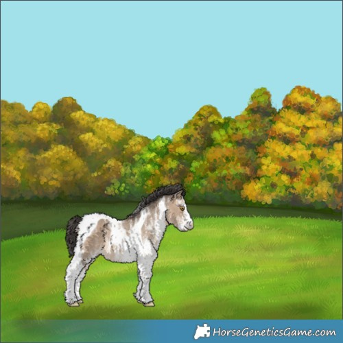 Horse Color:White Spotted Brown Dun Tobiano Appaloosa Rabicano 