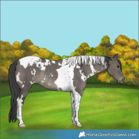 Horse Color:White Spotted Grullo Tobiano Varnish Rabicano 