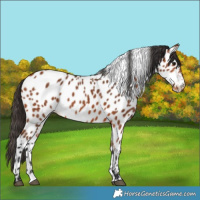 Horse Color:Bay Appaloosa