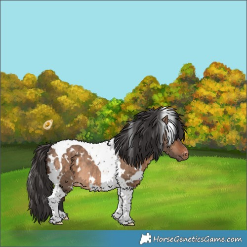 Horse Color:White Spotted Bay Dun Tobiano Appaloosa Rabicano