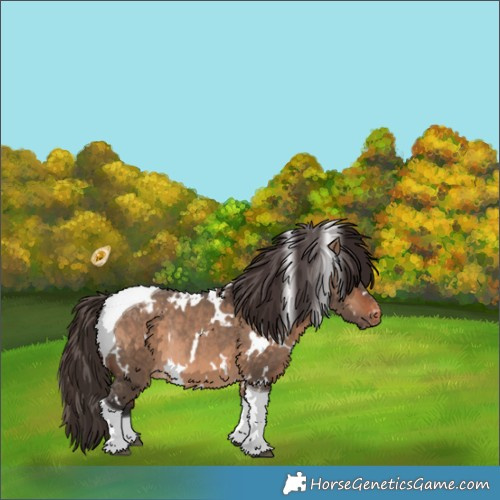 Horse Color:White Spotted Bay Dun Tobiano Appaloosa Rabicano