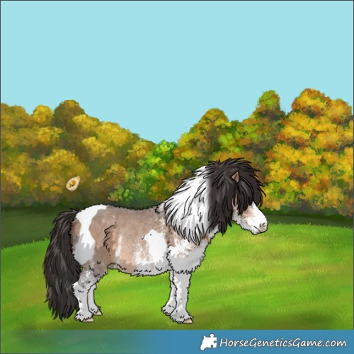 Horse Color:White Spotted Bay Dun Tobiano Rabicano 