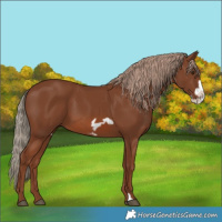 Horse Color:Chestnut Frame