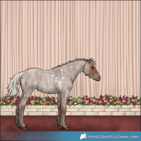Horse Color:White Spotted Silver Blue Roan 
