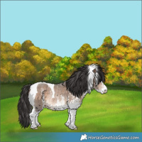 Horse Color:White Spotted Bay Dun Tobiano Rabicano