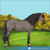 Horse Color:Smoky Grullo