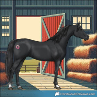 Horse Color:Black 