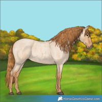 Horse Color:Red Dun Roan