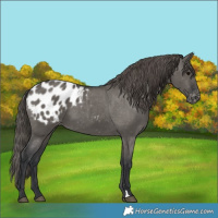 Horse Color:Grullo Appaloosa