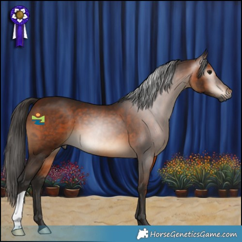 Horse Color:Gray Bay 