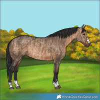 Horse Color:Brown Dun  and Brown Dun 