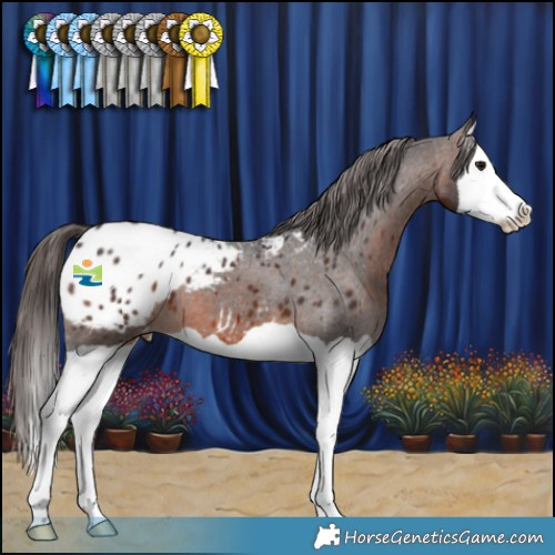 Horse Color:Brown Splash Appaloosa 