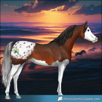 Horse Color:Bay Splash Appaloosa