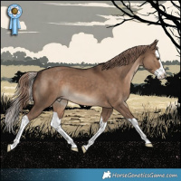 Horse Color:Liver Red Dun Splash