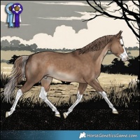Horse Color:Liver Red Dun Splash 