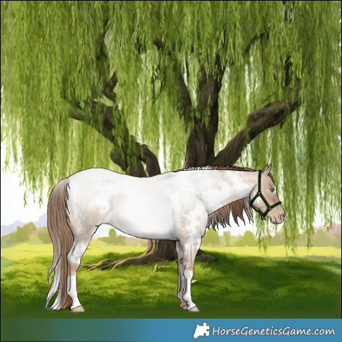 Horse Color:White Spotted Liver Red Dun Roan Pearl Rabicano 