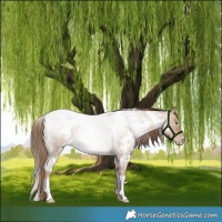Horse Color:White Spotted Liver Red Dun Roan Pearl Rabicano