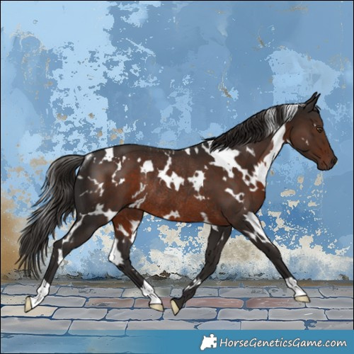Horse Color:White Spotted Liver Chestnut Rabicano 