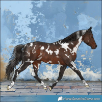Horse Color:White Spotted Liver Chestnut Rabicano
