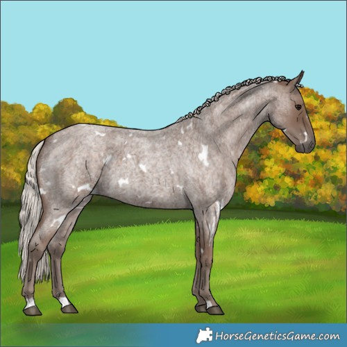 Horse Color:White Spotted Silver Blue Roan