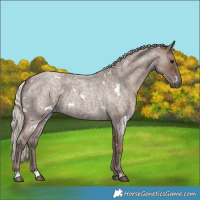 Horse Color:White Spotted Silver Blue Roan 