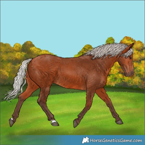 Horse Color:Silver Bay 