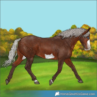 Horse Color:Silver Brown Frame