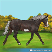 Horse Color:Silver Brown Frame 